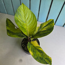 Load image into Gallery viewer, #R447 Variegated Anthurium Jenmanii