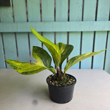 Load image into Gallery viewer, #R447 Variegated Anthurium Jenmanii