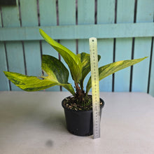 Load image into Gallery viewer, #R447 Variegated Anthurium Jenmanii