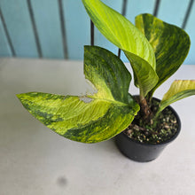 Load image into Gallery viewer, #R447 Variegated Anthurium Jenmanii