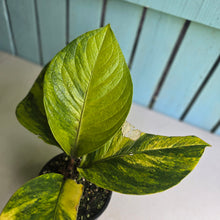 Load image into Gallery viewer, #R447 Variegated Anthurium Jenmanii
