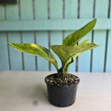 Load image into Gallery viewer, #R447 Variegated Anthurium Jenmanii
