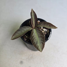 Load image into Gallery viewer, #R90 Labisia Sp.