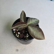 Load image into Gallery viewer, #R90 Labisia Sp.