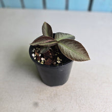 Load image into Gallery viewer, #R90 Labisia Sp.