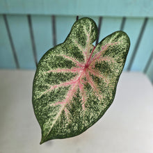 Load image into Gallery viewer, #D54 Caladium