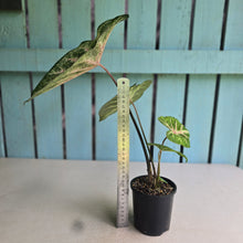 Load image into Gallery viewer, #D54 Caladium