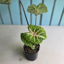 Load image into Gallery viewer, #D54 Caladium