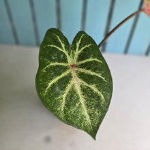 Load image into Gallery viewer, #D54 Caladium