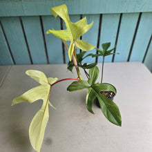 Load image into Gallery viewer, #RD52 Philodendron Florida Ghost