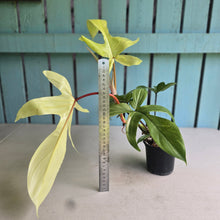 Load image into Gallery viewer, #RD52 Philodendron Florida Ghost