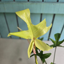 Load image into Gallery viewer, #RD52 Philodendron Florida Ghost