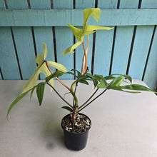 Load image into Gallery viewer, #RD52 Philodendron Florida Ghost