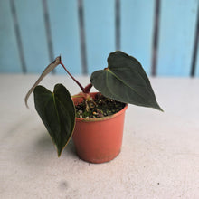Load image into Gallery viewer, #RA14 Anthurium NOID x Warocqueanum