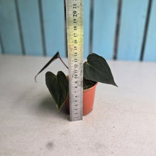 Load image into Gallery viewer, #RA14 Anthurium NOID x Warocqueanum