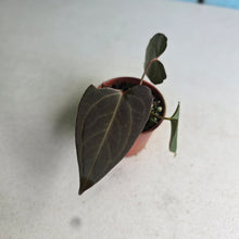 Load image into Gallery viewer, #RA14 Anthurium NOID x Warocqueanum