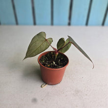Load image into Gallery viewer, #RA14 Anthurium NOID x Warocqueanum