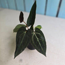 Load image into Gallery viewer, #R60 Three x Headed Anthurium NOID