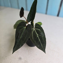 Load image into Gallery viewer, #R60 Three x Headed Anthurium NOID