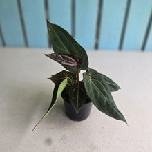 Load image into Gallery viewer, #R60 Three x Headed Anthurium NOID