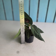 Load image into Gallery viewer, #R60 Three x Headed Anthurium NOID