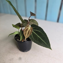 Load image into Gallery viewer, #R60 Three x Headed Anthurium NOID