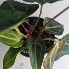 Load image into Gallery viewer, #R60 Three x Headed Anthurium NOID