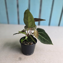 Load image into Gallery viewer, #R60 Three x Headed Anthurium NOID