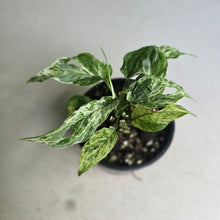 Load image into Gallery viewer, #RD4 Mint Variegated Monstera Adansonii