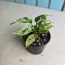 Load image into Gallery viewer, #RD4 Mint Variegated Monstera Adansonii