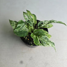 Load image into Gallery viewer, #RD4 Mint Variegated Monstera Adansonii