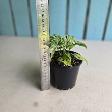 Load image into Gallery viewer, #RD4 Mint Variegated Monstera Adansonii