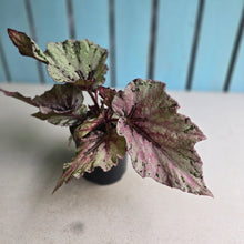 Load image into Gallery viewer, #R16 Begonia Unknown