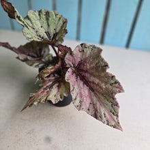 Load image into Gallery viewer, #R16 Begonia Unknown