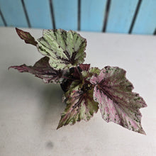 Load image into Gallery viewer, #R16 Begonia Unknown