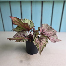Load image into Gallery viewer, #R16 Begonia Unknown