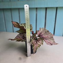 Load image into Gallery viewer, #R16 Begonia Unknown