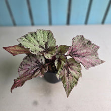 Load image into Gallery viewer, #R16 Begonia Unknown