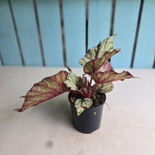 Load image into Gallery viewer, #R16 Begonia Unknown