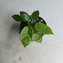 Load image into Gallery viewer, #RD47 Three x Anthurium Punctatum Seedlings
