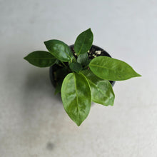 Load image into Gallery viewer, #RD47 Three x Anthurium Punctatum Seedlings