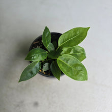 Load image into Gallery viewer, #RD47 Three x Anthurium Punctatum Seedlings
