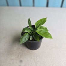 Load image into Gallery viewer, #RD47 Three x Anthurium Punctatum Seedlings