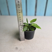 Load image into Gallery viewer, #RD47 Three x Anthurium Punctatum Seedlings