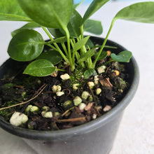 Load image into Gallery viewer, #RD47 Three x Anthurium Punctatum Seedlings
