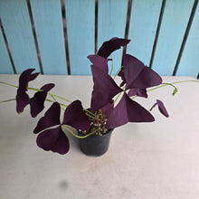 Load image into Gallery viewer, #R43 Oxalis Triangularis - Mijke