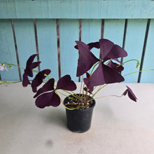Load image into Gallery viewer, #R43 Oxalis Triangularis - Mijke
