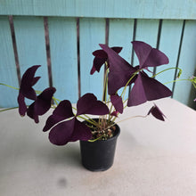 Load image into Gallery viewer, #R43 Oxalis Triangularis - Mijke