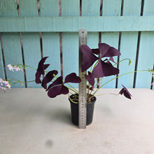 Load image into Gallery viewer, #R43 Oxalis Triangularis - Mijke
