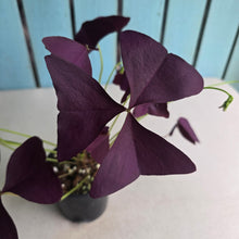 Load image into Gallery viewer, #R43 Oxalis Triangularis - Mijke